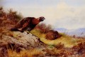 Red Grouse auf dem Moor Archibald Thorburn Vögel